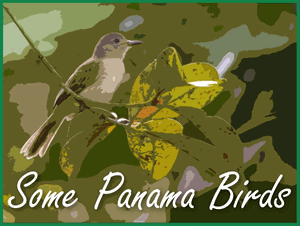 Some Birds of Panama