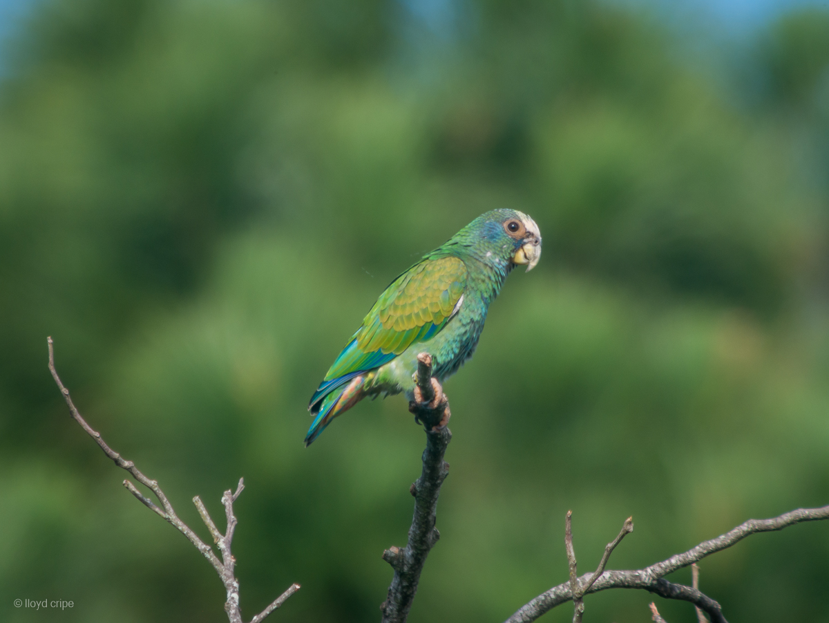 White-crowned Parrot