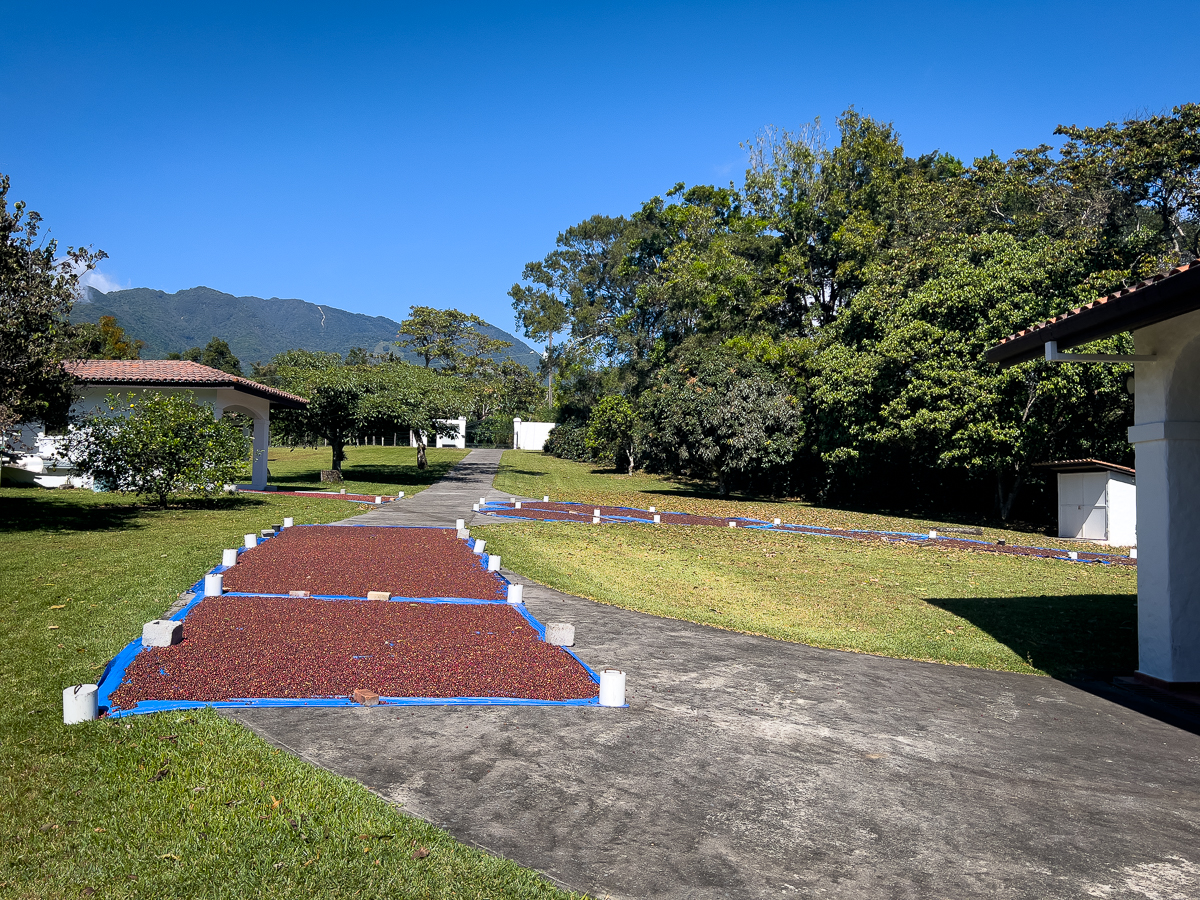 Coffee Drying Natural Method