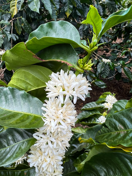 Coffee Blossom