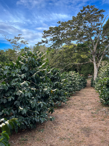 Coffee Blossoms