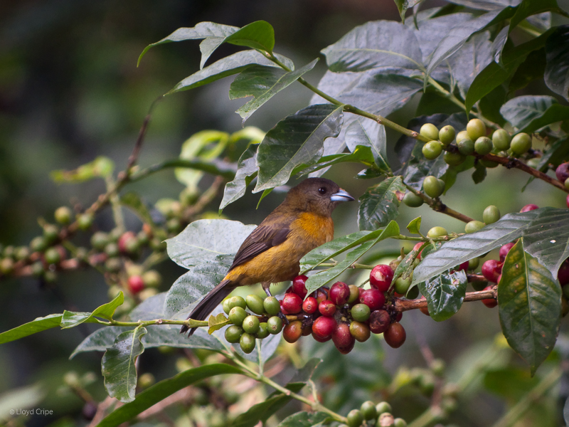 Cherries in December