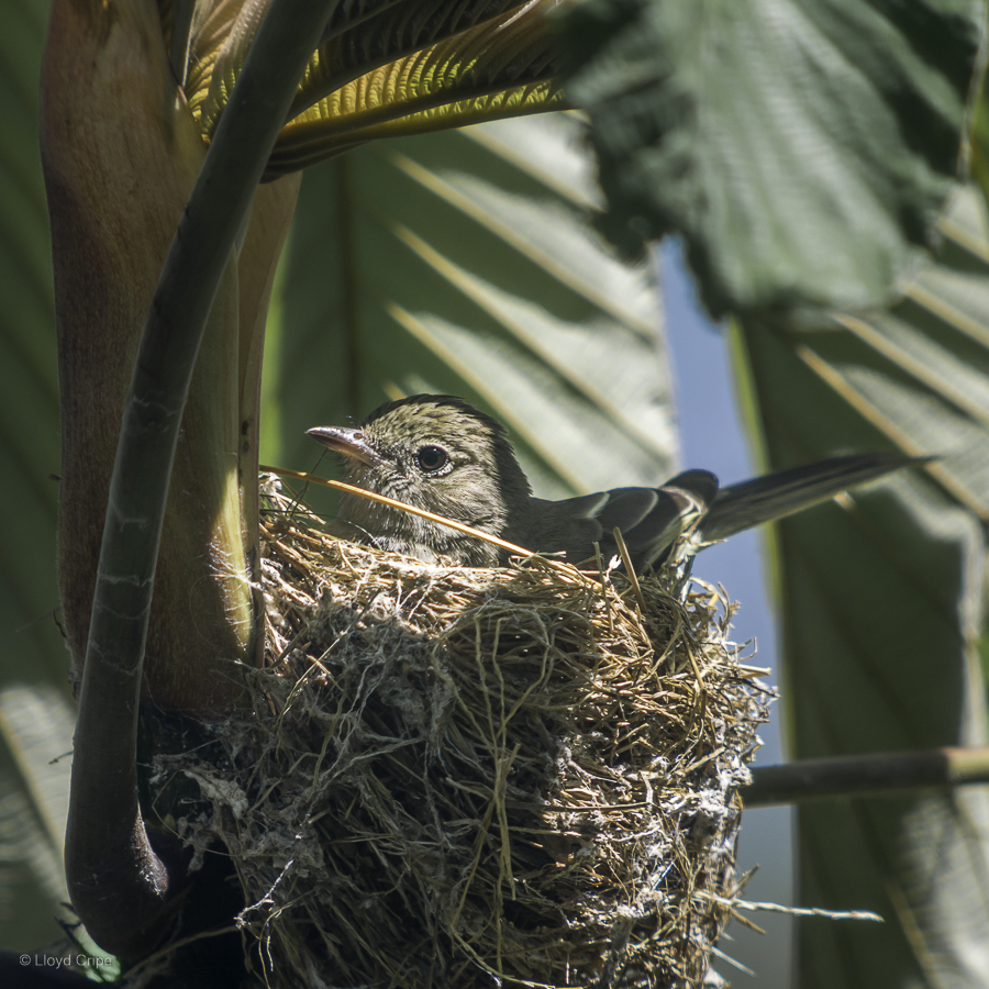 Bird in Nest