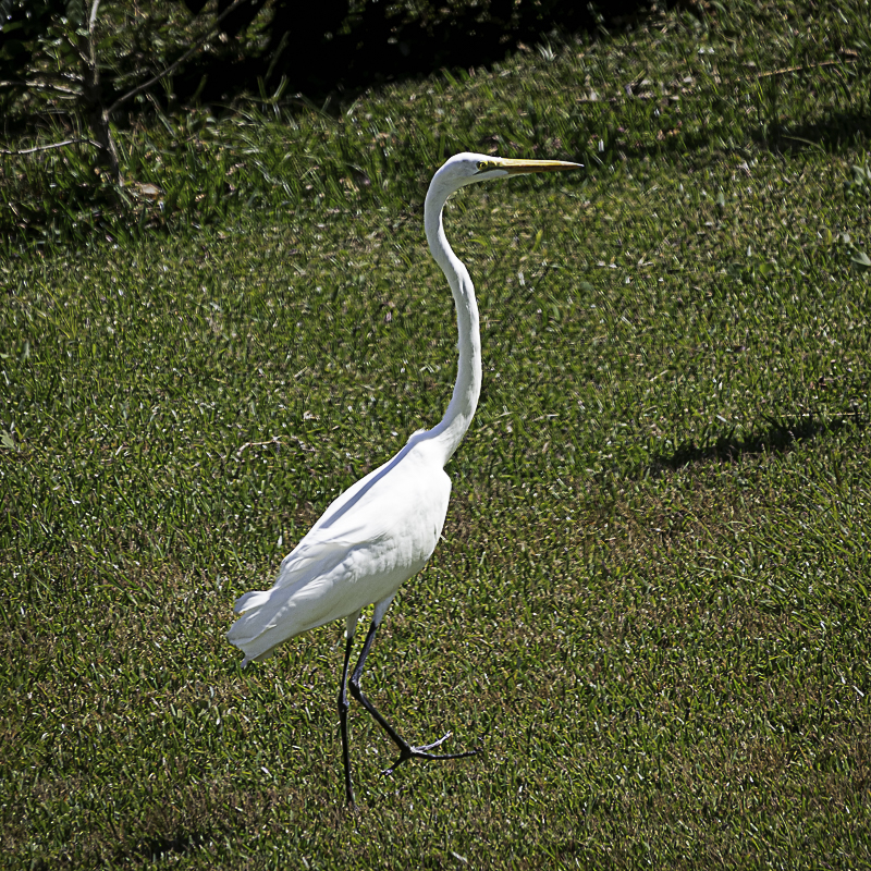 Great Egret Finca