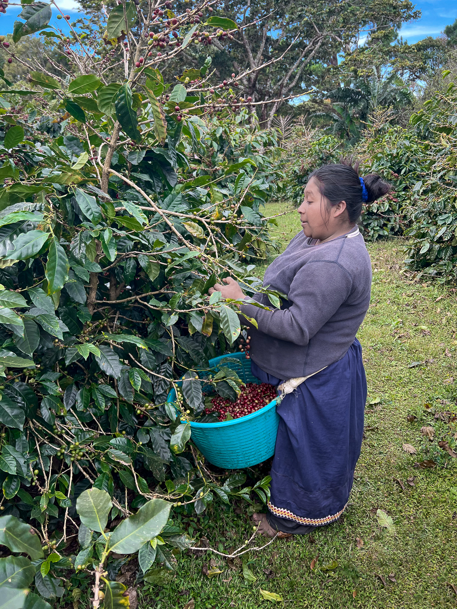 Coffee Picker